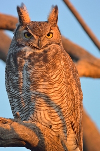 January 8, 2014<br>North Phoenix, AZ<br>Great Horned Owl